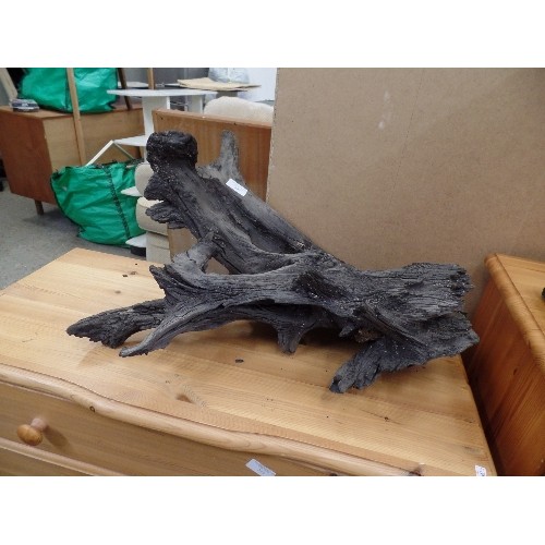 309 - BOG OAK, APPROX 55CM L.