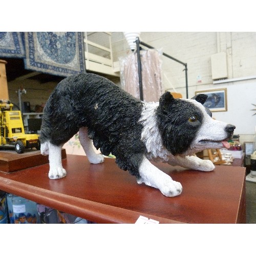 384 - WELSH BORDER COLLIE/SHEEPDOG FIGURE. 35CM NOSE-TAIL. RESIN.