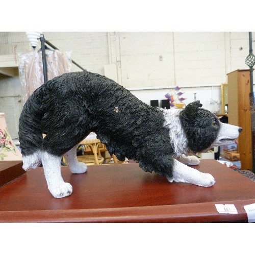 384 - WELSH BORDER COLLIE/SHEEPDOG FIGURE. 35CM NOSE-TAIL. RESIN.