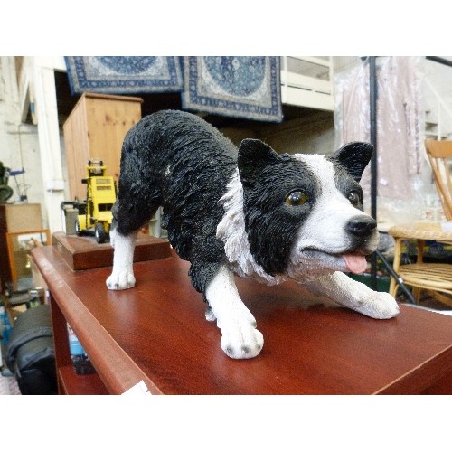 384 - WELSH BORDER COLLIE/SHEEPDOG FIGURE. 35CM NOSE-TAIL. RESIN.