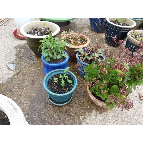 613 - SELECTION OF MIXED PLANT POTS - SOME WITH PLANTS