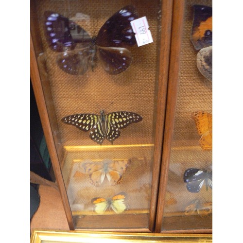 225 - TAXIDERMY BUTTERFLY/MOTH COLLECTION. DISPLAYED IN 3 FRAMES.