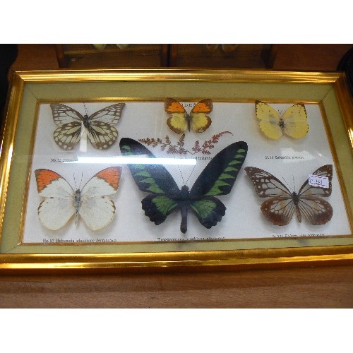 225 - TAXIDERMY BUTTERFLY/MOTH COLLECTION. DISPLAYED IN 3 FRAMES.