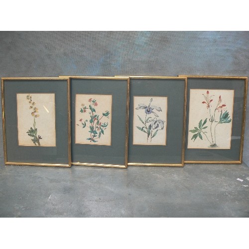 174 - SET OF FOUR 19TH CENTURY WATERCOLOURS OF FLOWERS INCLUDING ALSTROEMERIA OR ST MARTINS FLOWER - FRAME... 