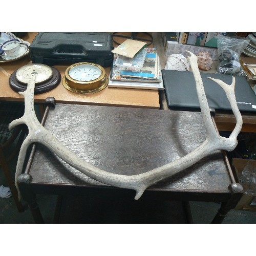 121 - LARGE ANTLER.