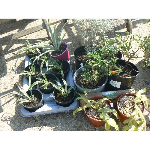 572 - TRAY OF GRASS PLANTS AND MIXED PLANTS