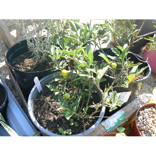 572 - TRAY OF GRASS PLANTS AND MIXED PLANTS