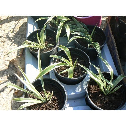 572 - TRAY OF GRASS PLANTS AND MIXED PLANTS