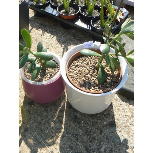 574 - 2 JADE PLANTS IN POTS