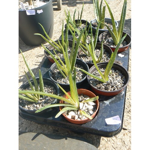 575 - TRAY OF ALOE VERA PLANTS