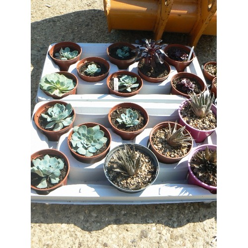 576 - 2 TRAYS OF MIXED SUCCULENTS