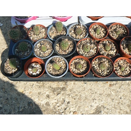 577 - TRAY OF POTTED CACTI