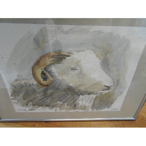 538 - FRAMED AND GLAZED WATERCOLOUR OF RAMS HEAD SIGNED