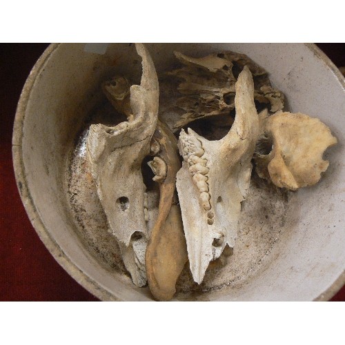 177 - ANIMAL SKULLS, JAWS, HORN ETC, CONTAINED IN AN OLD CERAMIC BOWL.