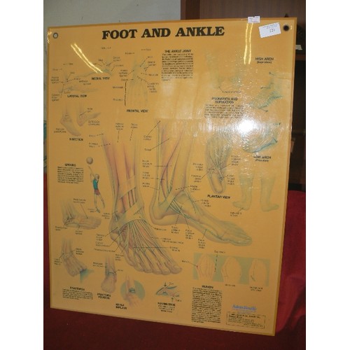 221 - LARGE VINTAGE 1980'S ANATOMICAL WALL DIAGRAMS/CHARTS. THE PERSPEX CHARTS INCLUDE THE MUSCULAR SYSTEM... 