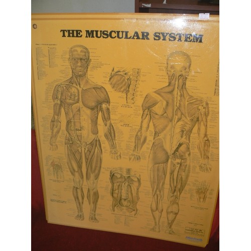 221 - LARGE VINTAGE 1980'S ANATOMICAL WALL DIAGRAMS/CHARTS. THE PERSPEX CHARTS INCLUDE THE MUSCULAR SYSTEM... 