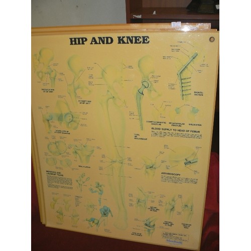 221 - LARGE VINTAGE 1980'S ANATOMICAL WALL DIAGRAMS/CHARTS. THE PERSPEX CHARTS INCLUDE THE MUSCULAR SYSTEM... 