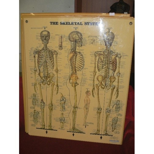 221 - LARGE VINTAGE 1980'S ANATOMICAL WALL DIAGRAMS/CHARTS. THE PERSPEX CHARTS INCLUDE THE MUSCULAR SYSTEM... 