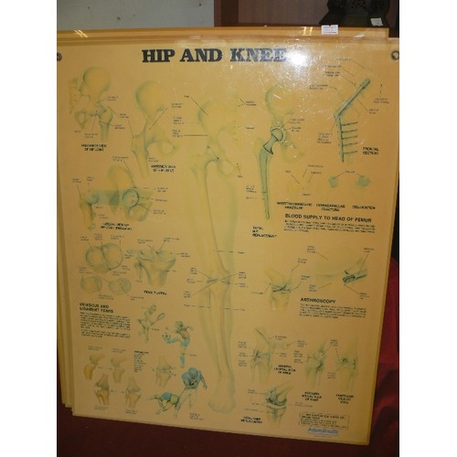 221 - LARGE VINTAGE 1980'S ANATOMICAL WALL DIAGRAMS/CHARTS. THE PERSPEX CHARTS INCLUDE THE MUSCULAR SYSTEM... 