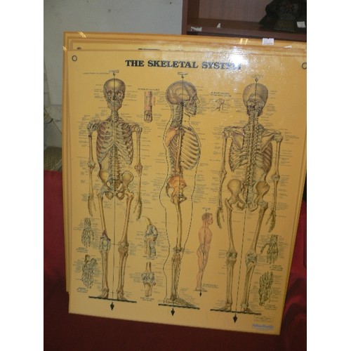 221 - LARGE VINTAGE 1980'S ANATOMICAL WALL DIAGRAMS/CHARTS. THE PERSPEX CHARTS INCLUDE THE MUSCULAR SYSTEM... 