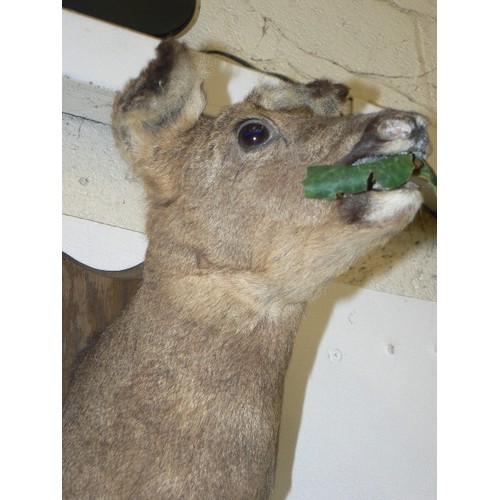 97 - SMALL TAXIDERMY DEERS HEAD ON WOODEN WALL PLAQUE.