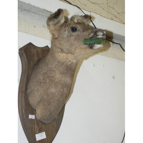 97 - SMALL TAXIDERMY DEERS HEAD ON WOODEN WALL PLAQUE.