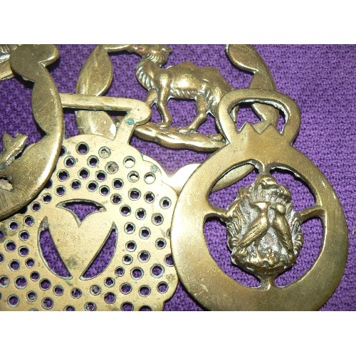 203 - COLLECTION OF 13 HORSE BRASSES