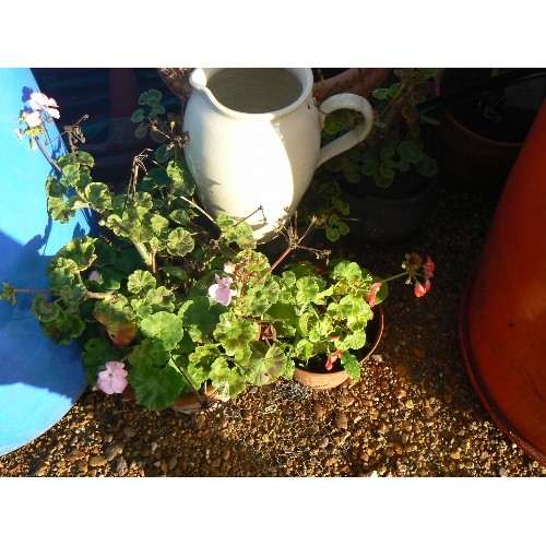 466 - 5 x POTS WITH GERANIUMS