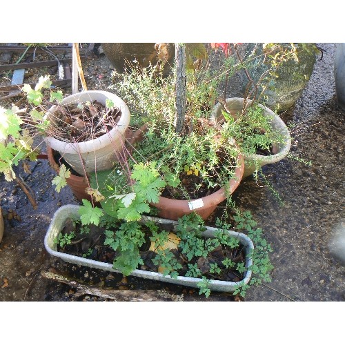 458 - COLLECTION OF 6 TUBS VARYING PLANTS