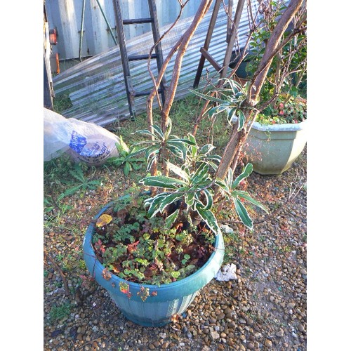 451 - LEAF PLANT IN A TUB