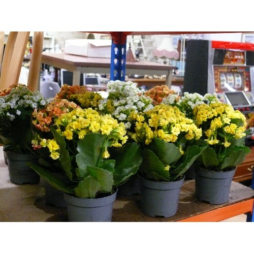 53 - 12 X AKALANCHOE FLOWERING PLANTS, ORANGE, WHITE AND YELLOW