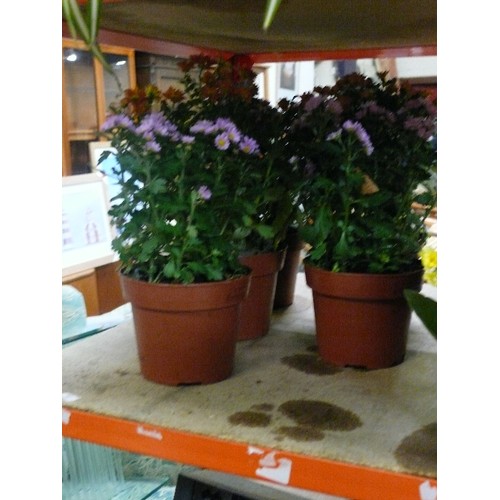 54 - 5 X CHRYSANTHEMUMS, FLOWERING