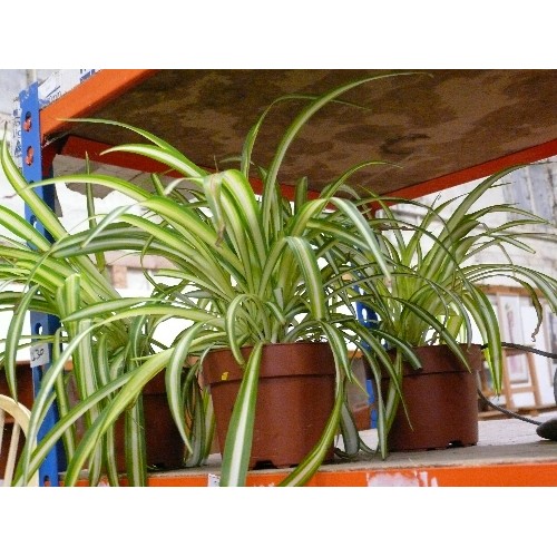 55 - 4 HEALTHY SPIDER PLANTS