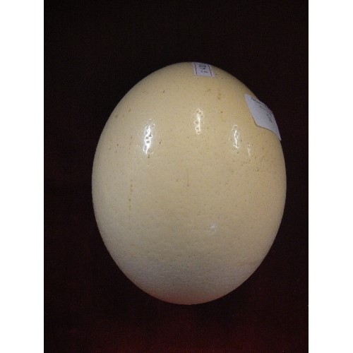 74 - OSTRICH EGG.