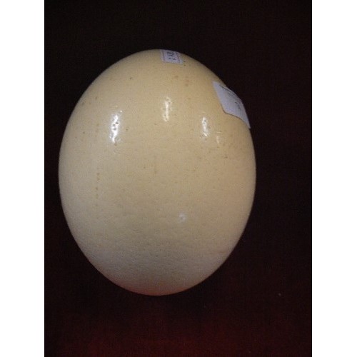 74 - OSTRICH EGG.