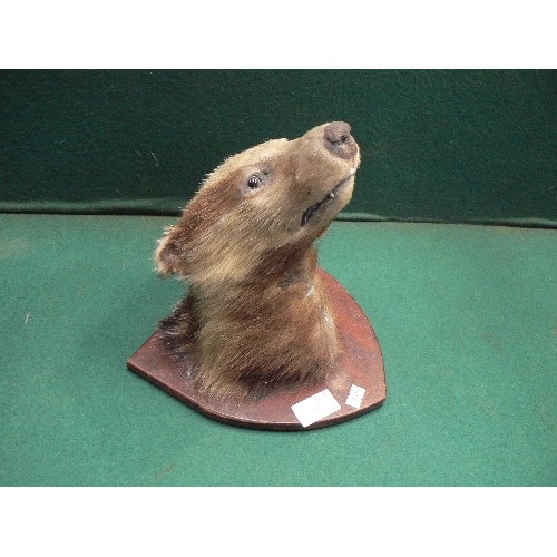 87 - An early 20th Century taxidermy of a young badger mounted on a wooden shield