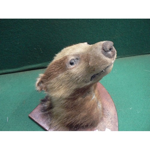 87 - An early 20th Century taxidermy of a young badger mounted on a wooden shield