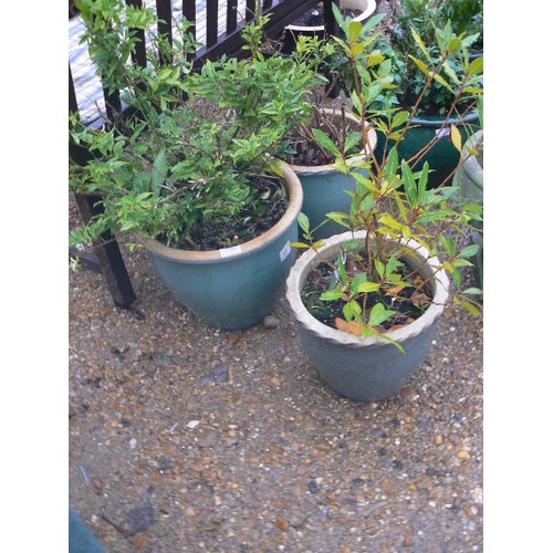 530 - THREE MATCHING SAGE GREEN POTS WITH SHRUBS.