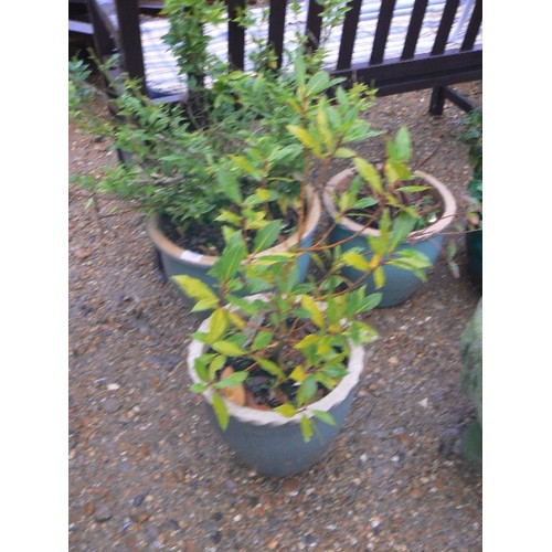 530 - THREE MATCHING SAGE GREEN POTS WITH SHRUBS.