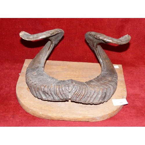 69 - A SET OF RAMS HORNS MOUNTED ON A WOODEN PLAQUE.