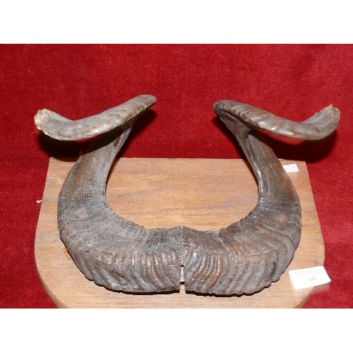 69 - A SET OF RAMS HORNS MOUNTED ON A WOODEN PLAQUE.