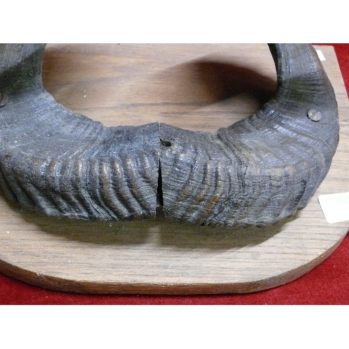 69 - A SET OF RAMS HORNS MOUNTED ON A WOODEN PLAQUE.