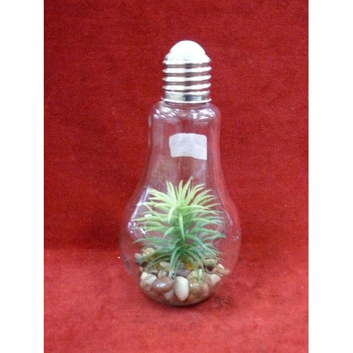 342 - UNUSUAL PLANT DISPLAY INSIDE A LIGHTBULB.