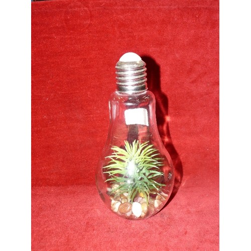 342 - UNUSUAL PLANT DISPLAY INSIDE A LIGHTBULB.