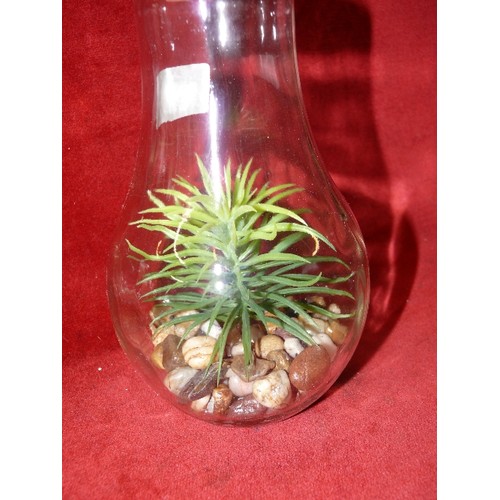 342 - UNUSUAL PLANT DISPLAY INSIDE A LIGHTBULB.