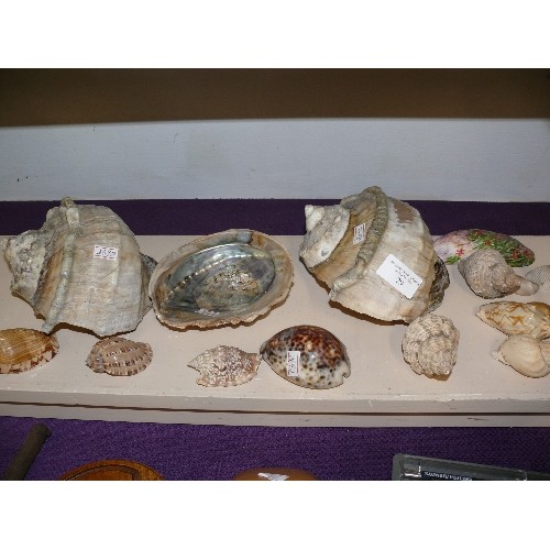 79 - LARGE COLLECTION OF DECORATIVE SHELLS