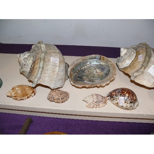 79 - LARGE COLLECTION OF DECORATIVE SHELLS