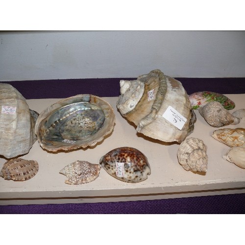 79 - LARGE COLLECTION OF DECORATIVE SHELLS