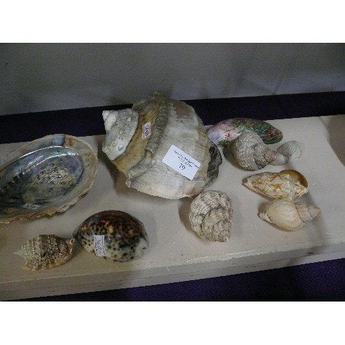 79 - LARGE COLLECTION OF DECORATIVE SHELLS