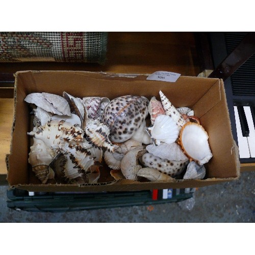 306 - BOX OF DECORATIVE SHELLS